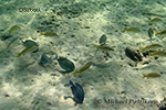 Doctorfish (Acanthurus chirurgus)